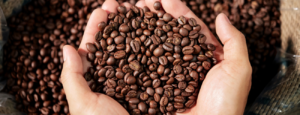 best arabica coffee beans